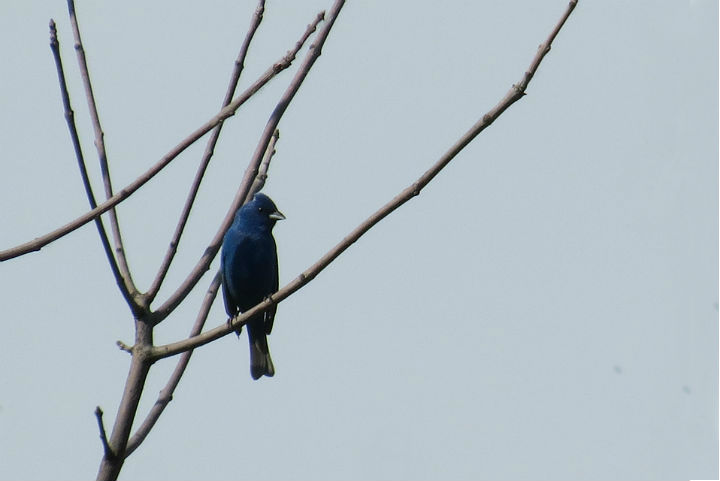 Indigo Bunting